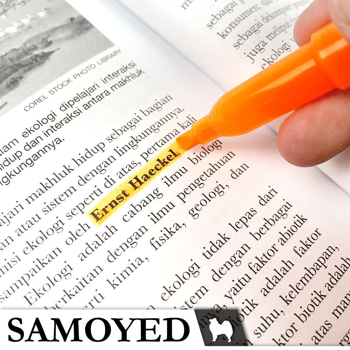Highlighter Samoyed HL-E